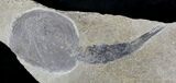 Silurian Phyllocarid (Ceratiocaris) - Scotland #23247-2
